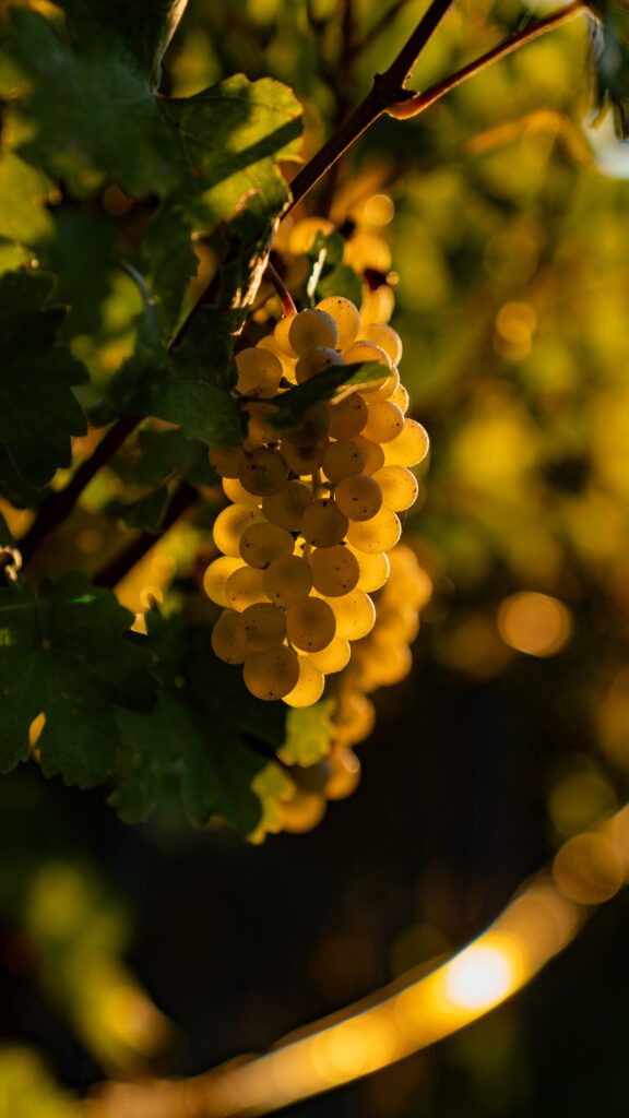 Traubenbild im Morgenlicht