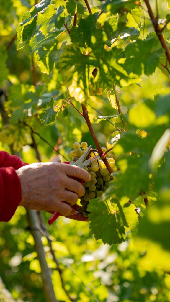 Nahaufnahme bei der Traubenernte
