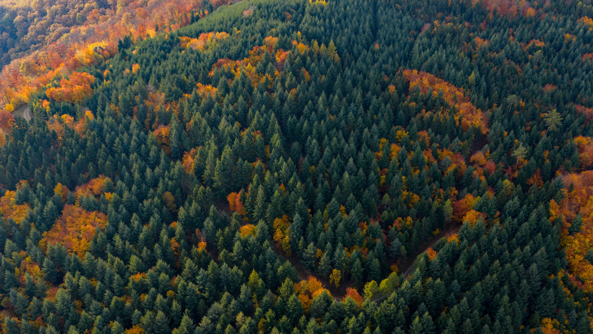 Drohnenaufnahme Wald