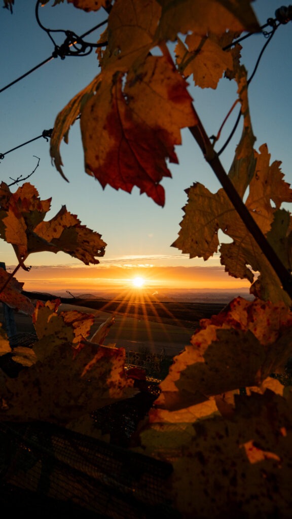 Morgensonne im Weinberg