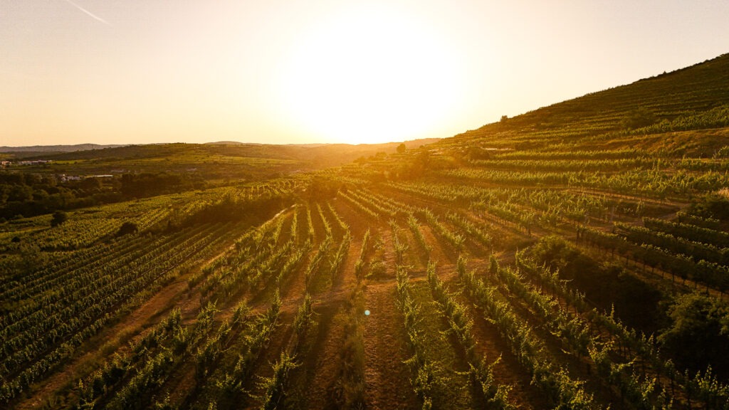 Weinterrassen Drohnenaufnahme