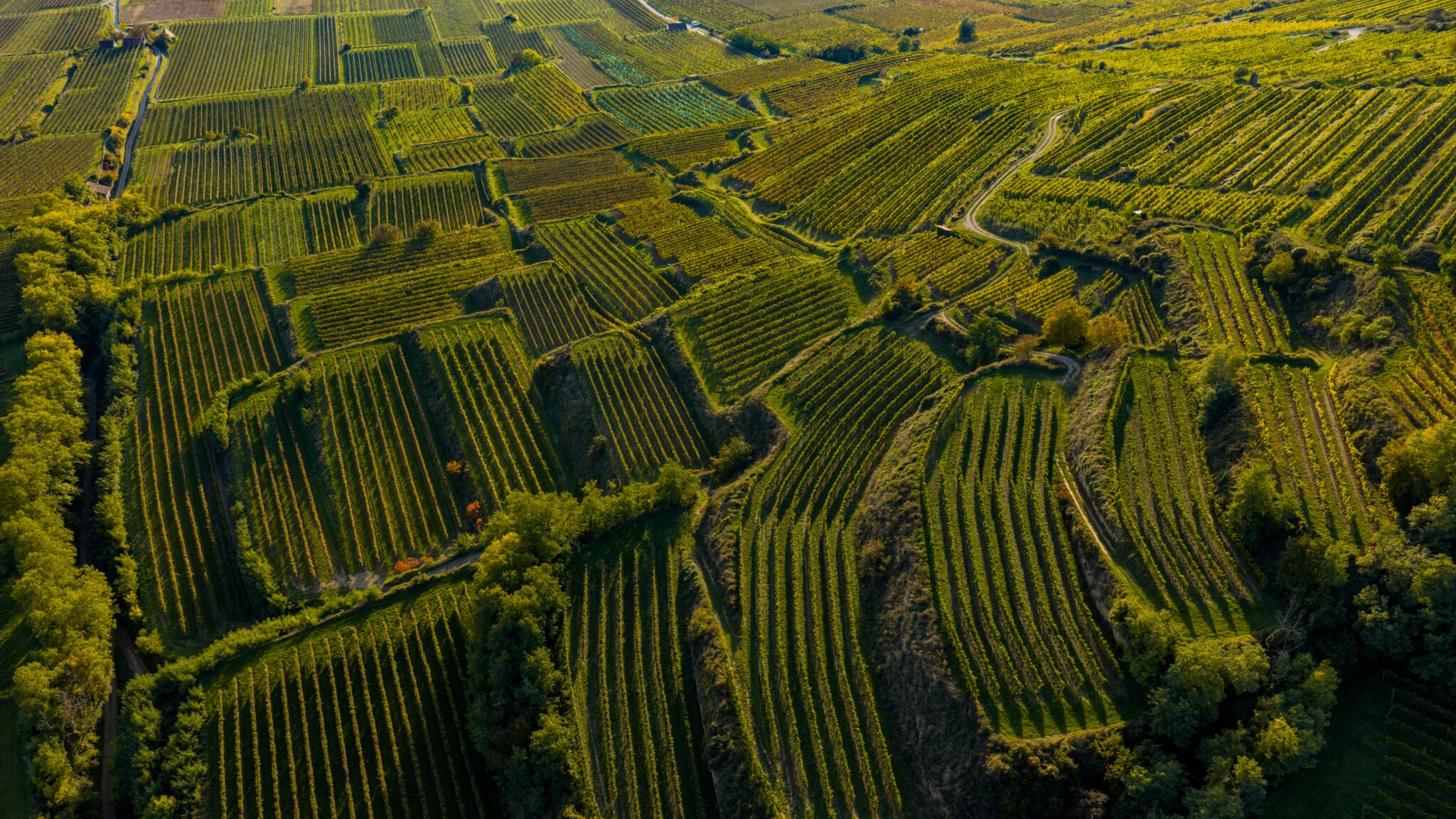 Drohnenbild einer Weinterrasse in der Wachau