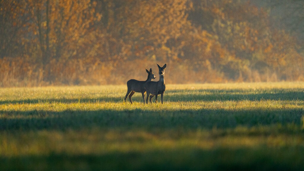Tierfotografie Tobias Brandl